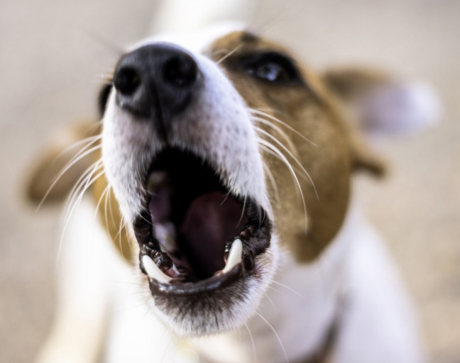 BARKING-DOG-1024×512